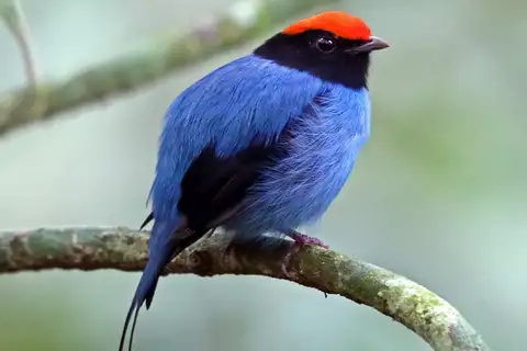 Blue Manakin