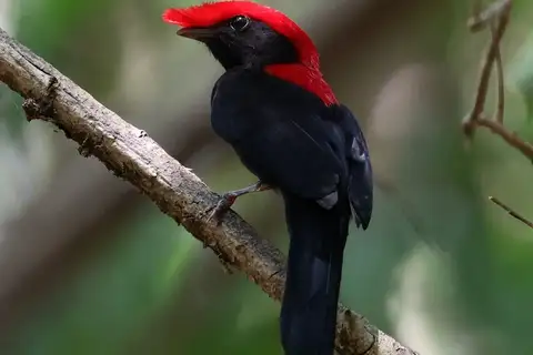 Helmeted Manakin
