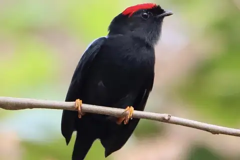 Lance-tailed Manakin