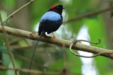 Long-tailed Manakin