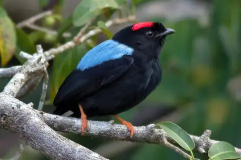 Blue-backed Manakin