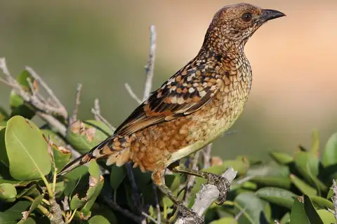 Western Bowerbird