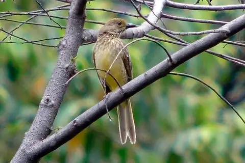 Yellow-breasted Bowerbird