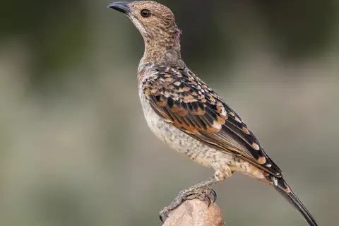 Spotted Bowerbird
