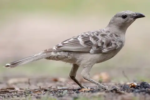 Great Bowerbird