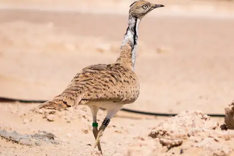 Asian Houbara