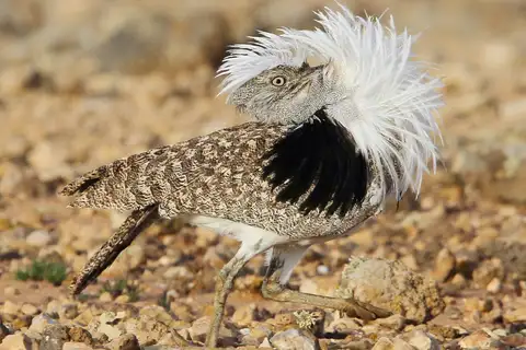 African Houbara