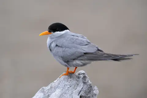 Black-fronted Tern