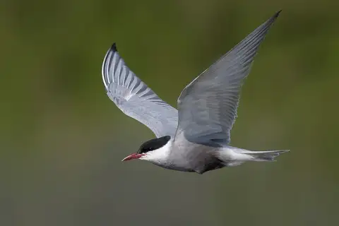 Whiskered Tern