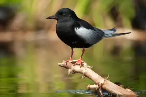 White-winged Tern