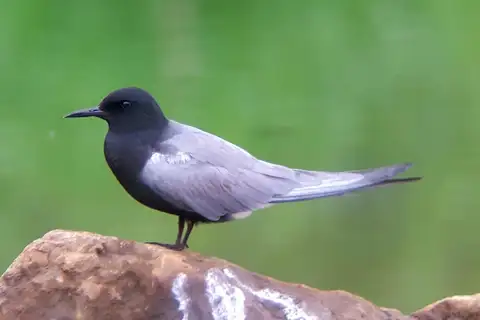 Black Tern