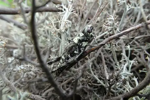 Rocky Mountain Sprinkled Locust