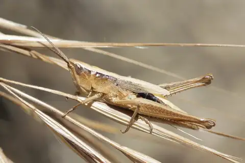 Graceful Grasshopper