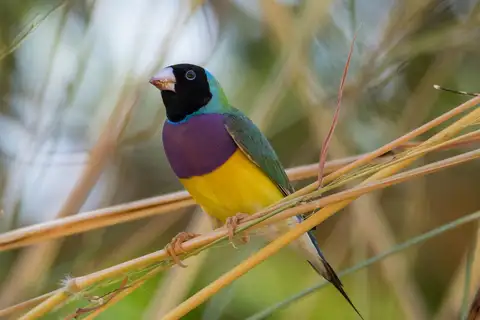 Gouldian Finch