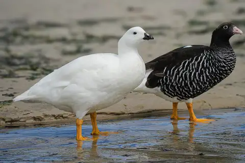 Kelp Goose