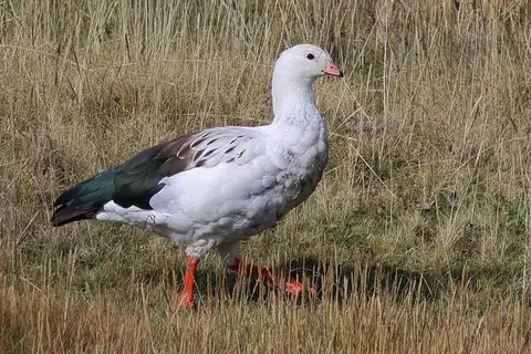 Andean Goose