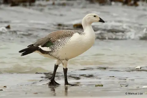 Upland Goose