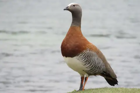 Ashy-headed Goose