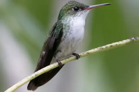 White-bellied Emerald