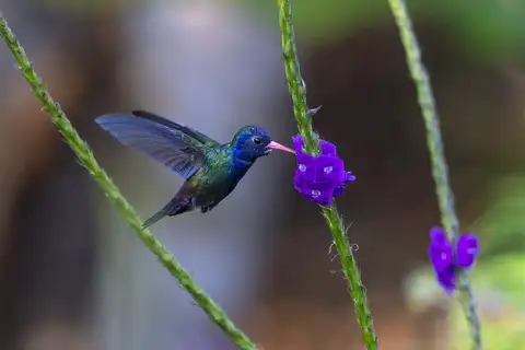 White-chinned Sapphire