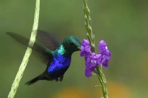 Violet-bellied Hummingbird