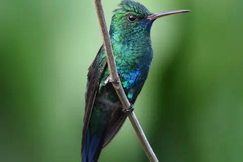 Blue-chinned Sapphire