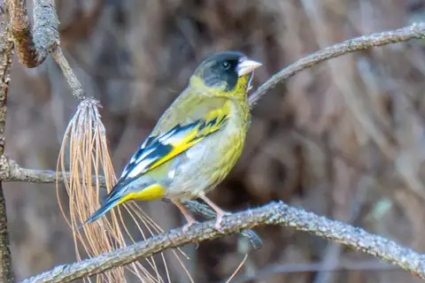 Black-headed Greenfinch