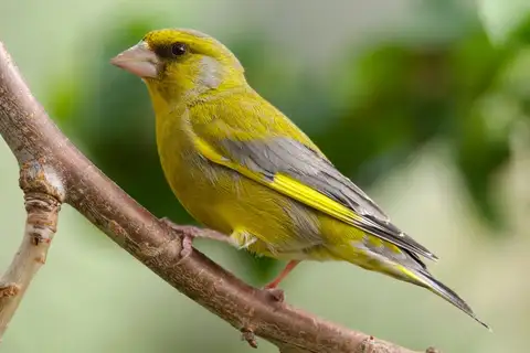 European Greenfinch