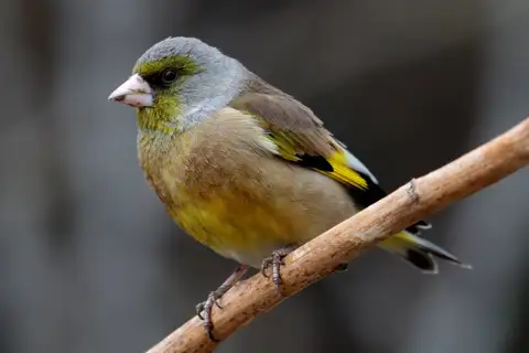 Oriental Greenfinch