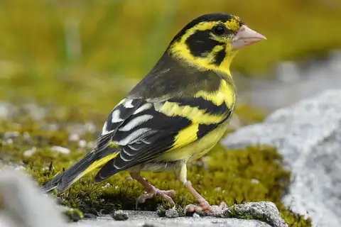 Yellow-breasted Greenfinch