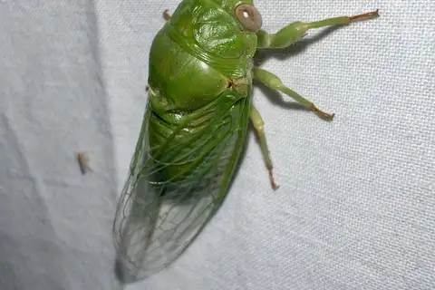 Cotton-green Cicada