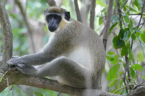 Green Monkey