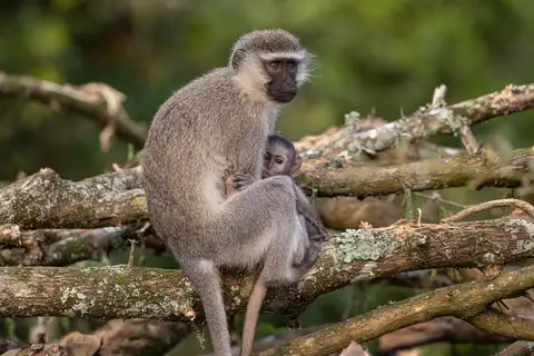 Tantalus Monkey