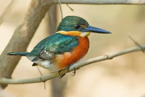 American Pygmy Kingfisher