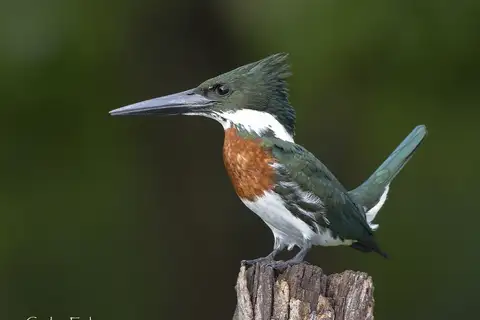 Amazon Kingfisher