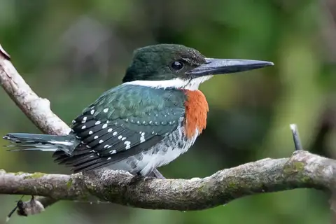 Green Kingfisher
