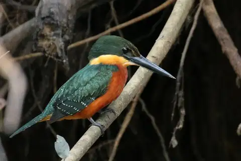 Green-and-rufous Kingfisher