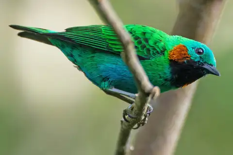 Orange-eared Tanager