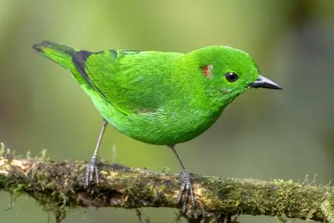 Glistening-green Tanager