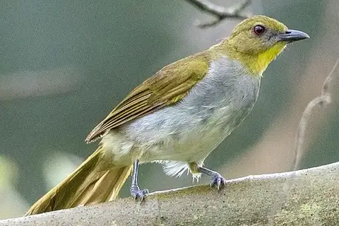Falkenstein's Greenbul