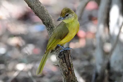 Yellow-bellied Greenbul