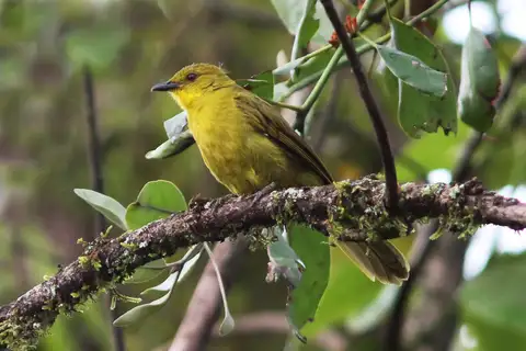 Joyful Greenbul