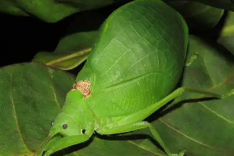 Tananá