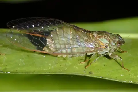 Marbled Bottle Cicada