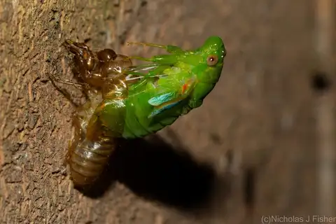 Small Bottle Cicada