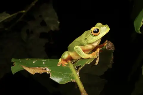 Beautiful Tree Frog