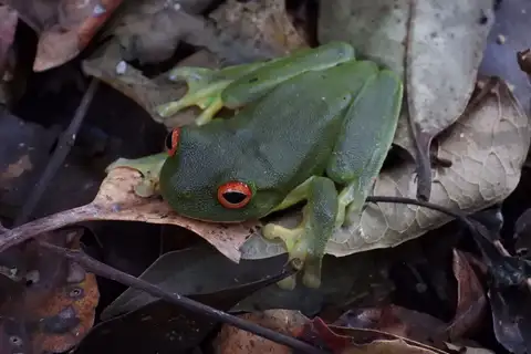 Red-eyed Tree Frog