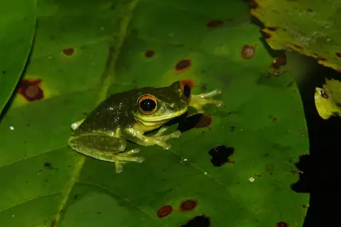 Chlorohyla elkeae