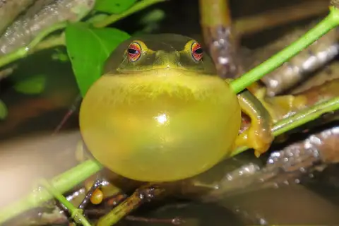 Dainty Tree Frog