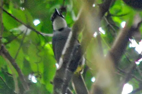 Mount Kupe Bushshrike